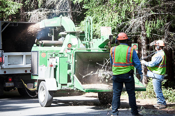 Best Tree Health Inspection  in Los Luceros, NM